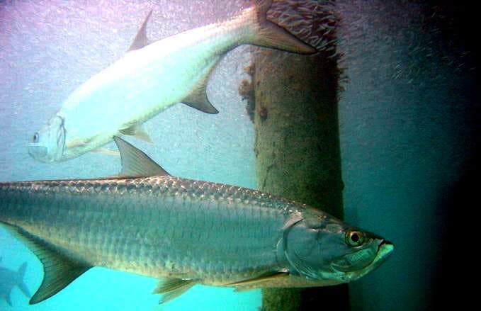 Tarpon