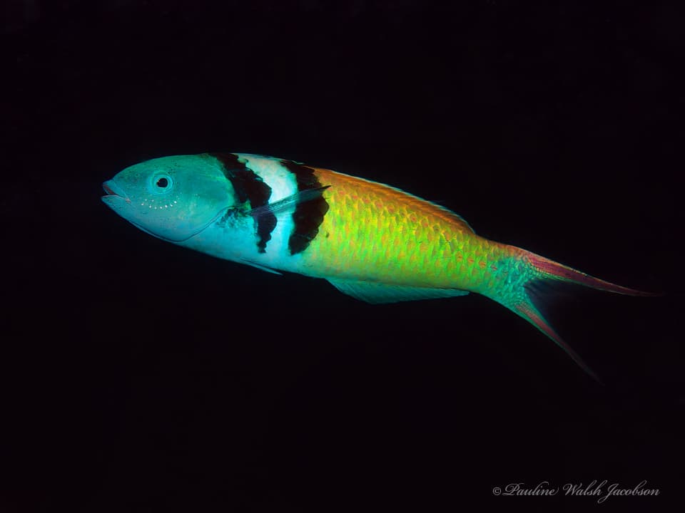 Thalassoma bifasciatum