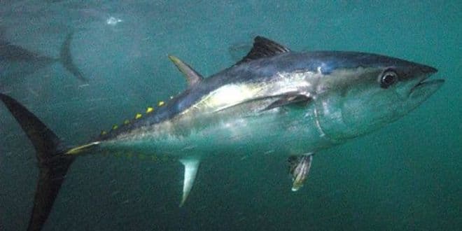 Thunnus maccoyii