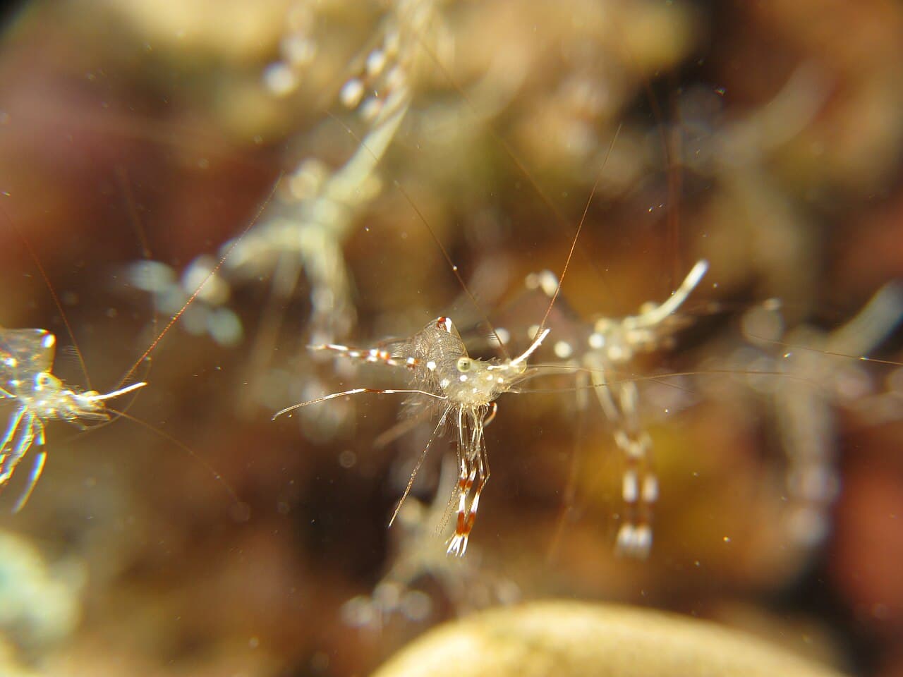 Urocaridella antonbruunii