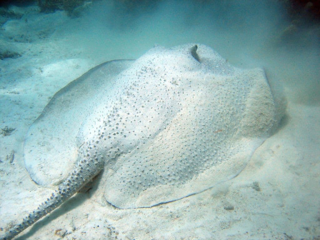 Urogymnus asperrimus