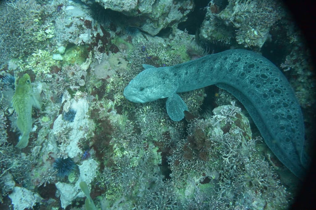 Wolf eel (juvenile)