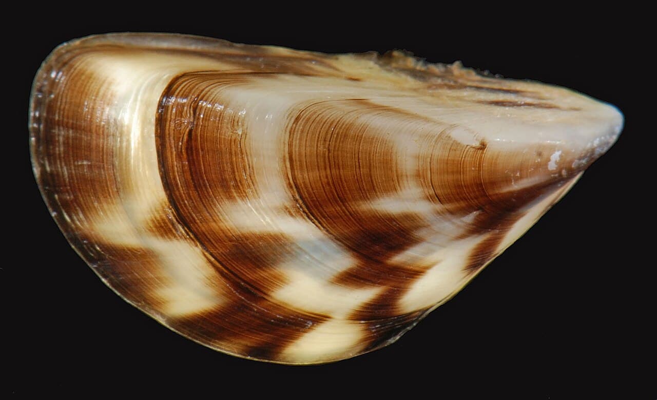 Zebra mussels (encrusting the wreckage)